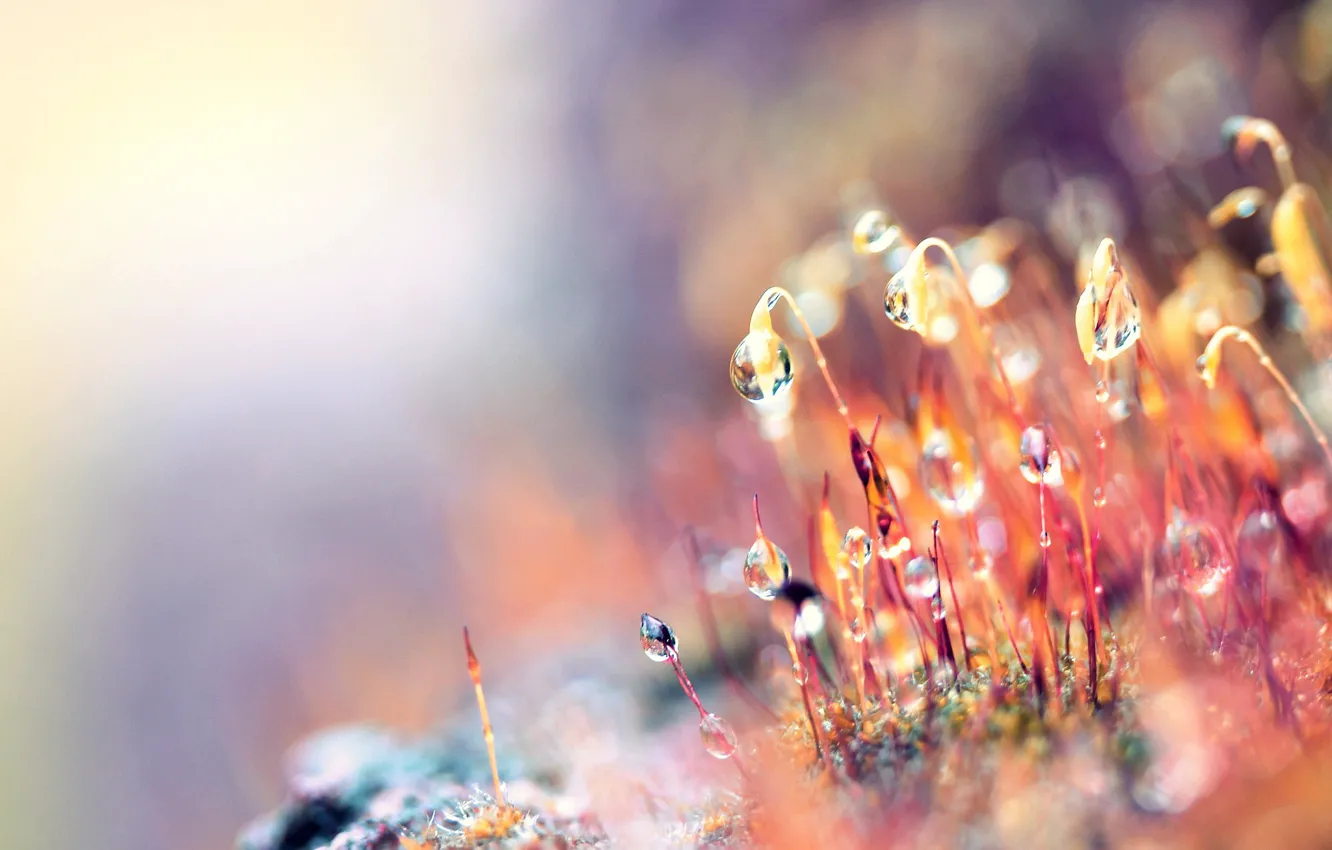 Photo wallpaper drops, macro, Rosa, moss