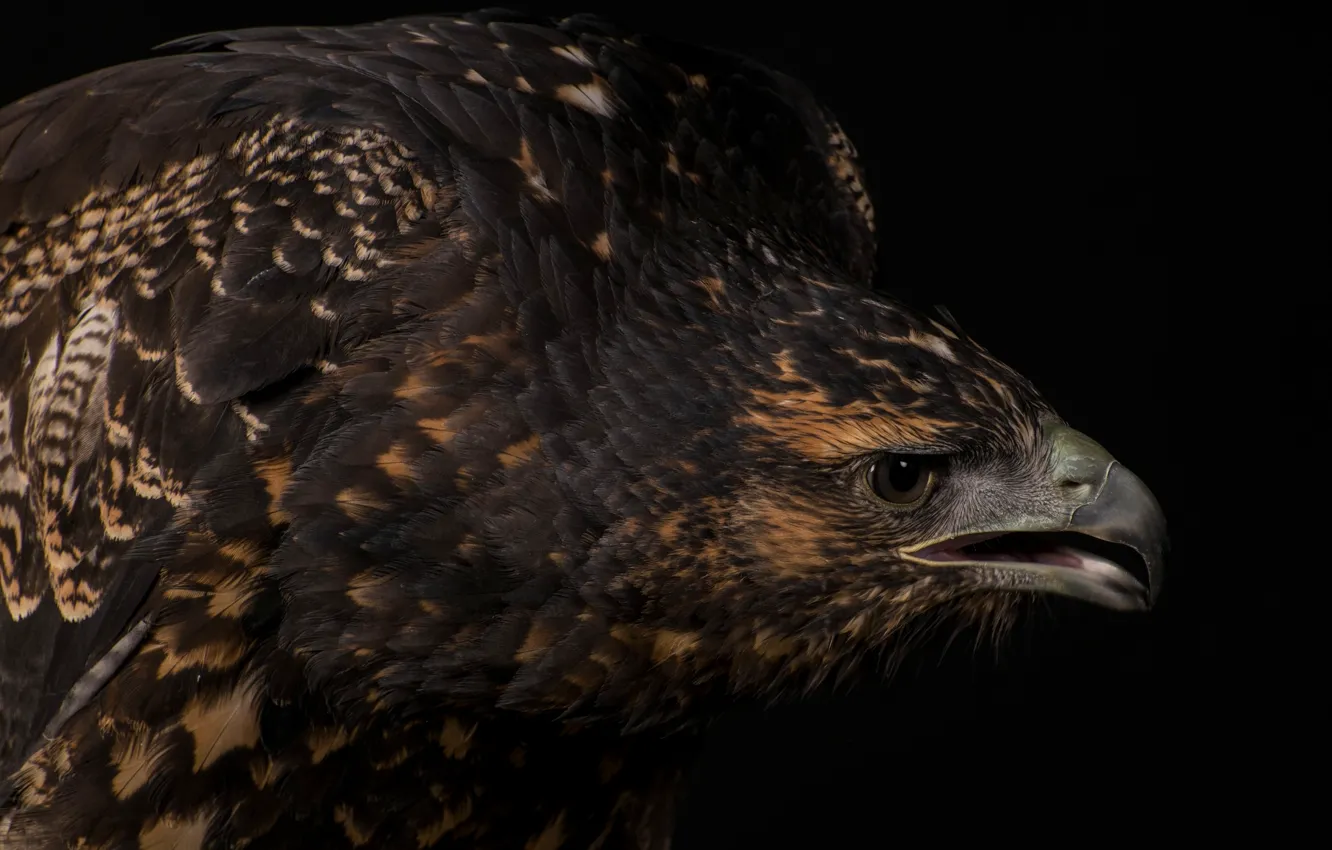 Photo wallpaper eagle, predator, feathers, beak