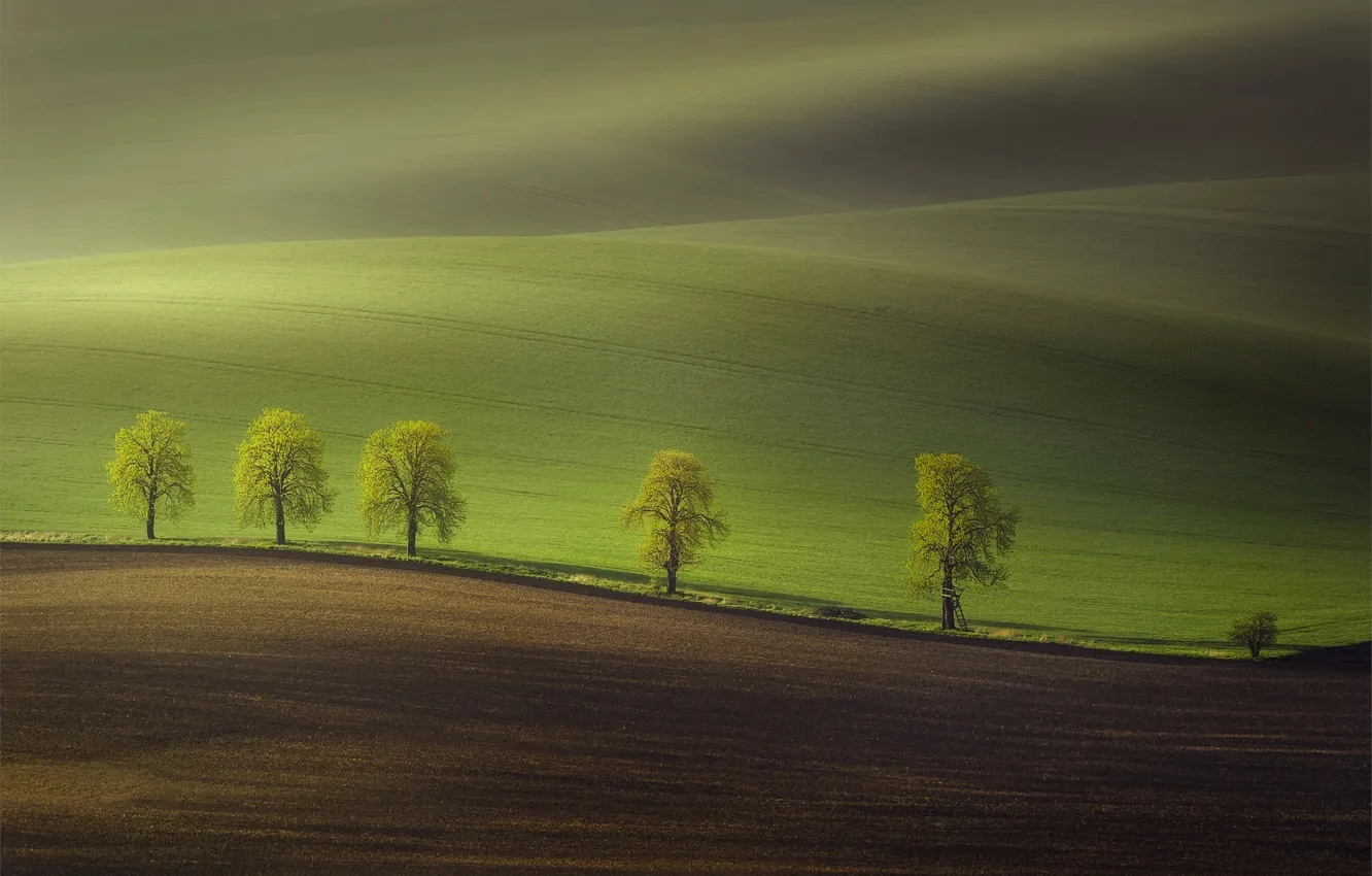 Photo wallpaper trees, nature, hills, field, spring