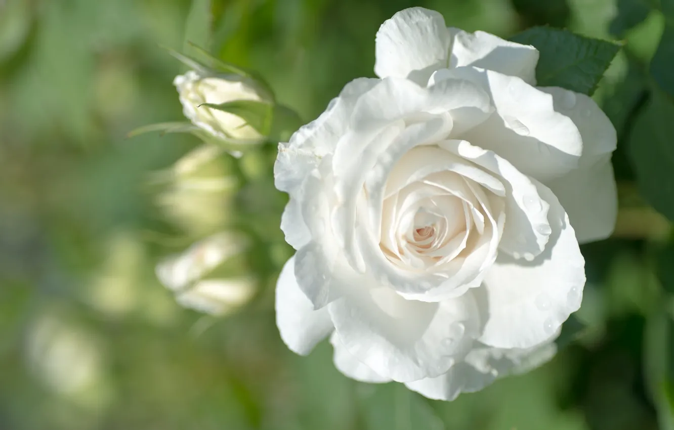 Photo wallpaper white, roses, buds