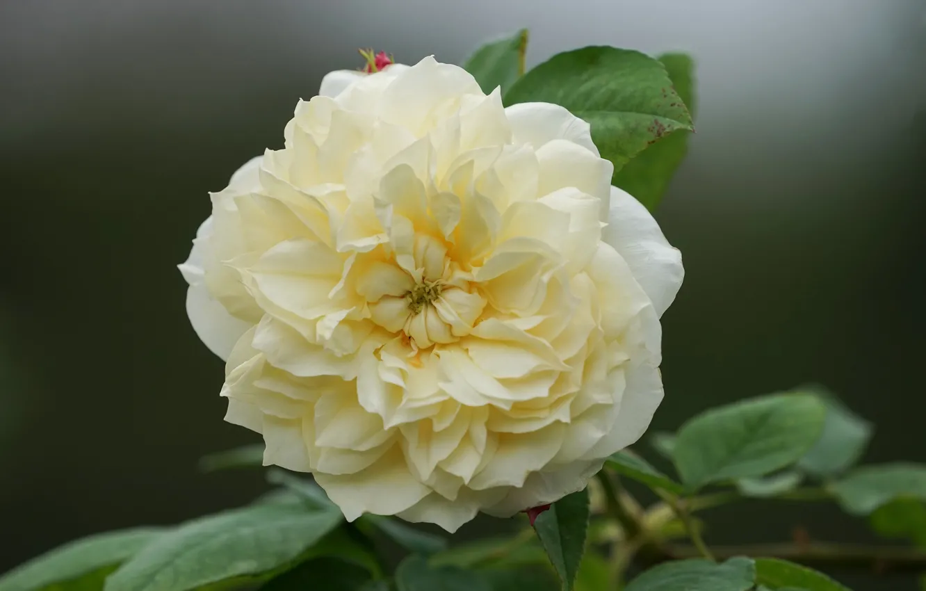 Photo wallpaper leaves, close-up, roses, petals