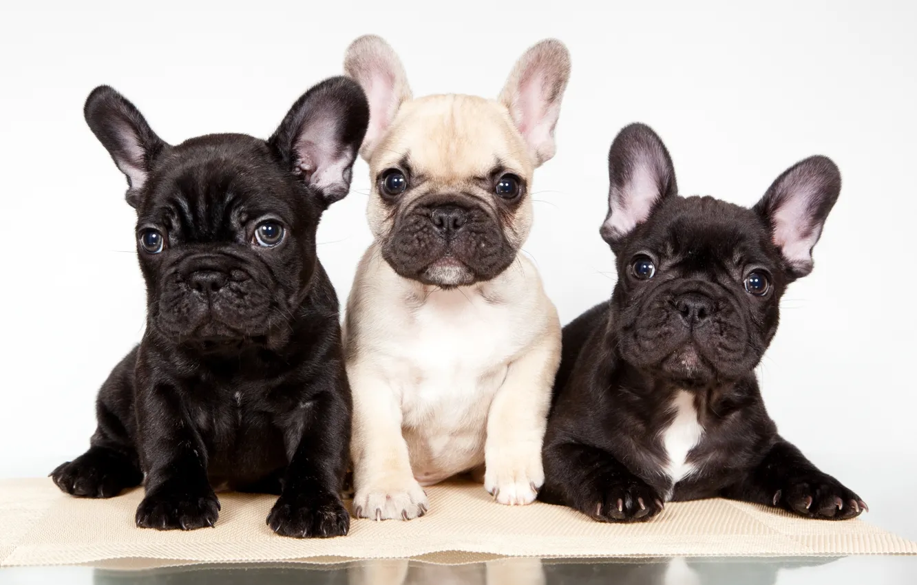 Photo wallpaper puppies, trio, French bulldog
