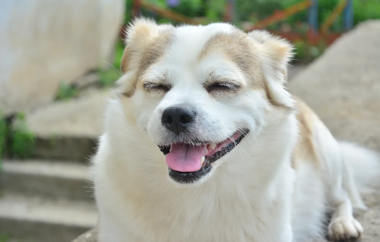 Photo wallpaper face, smile, dog