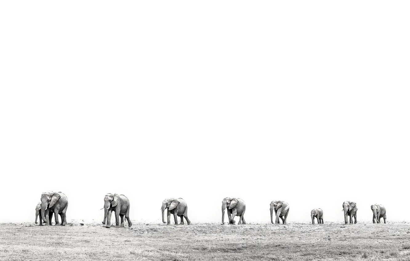Photo wallpaper elephant, the herd, black and white photo