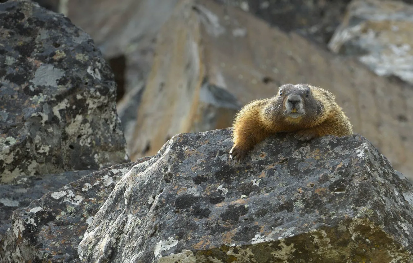 Photo wallpaper baybak, marmot, Wyoming, USA, Yellowstone National Park