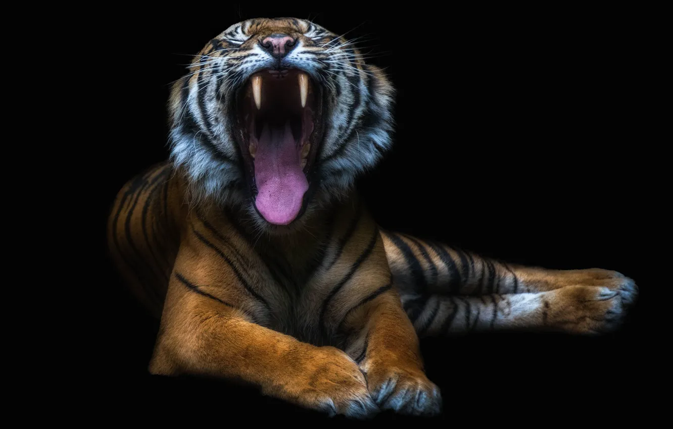 Photo wallpaper tiger, mouth, beast
