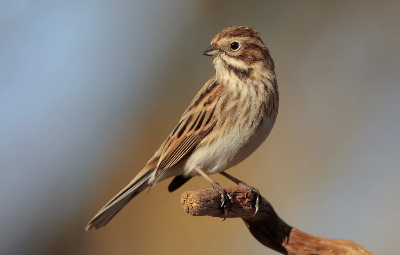 Photo wallpaper branches, bird, bird, reed Bunting