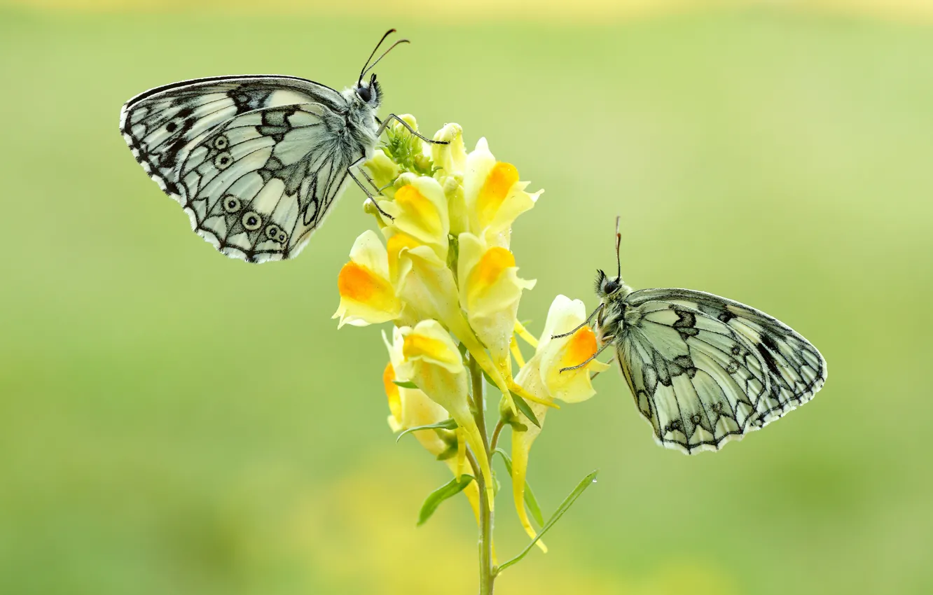 Photo wallpaper macro, butterfly, flowers, insects, background, butterfly, two, yellow