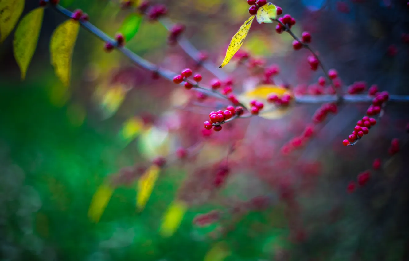 Photo wallpaper macro, branches, berries, background