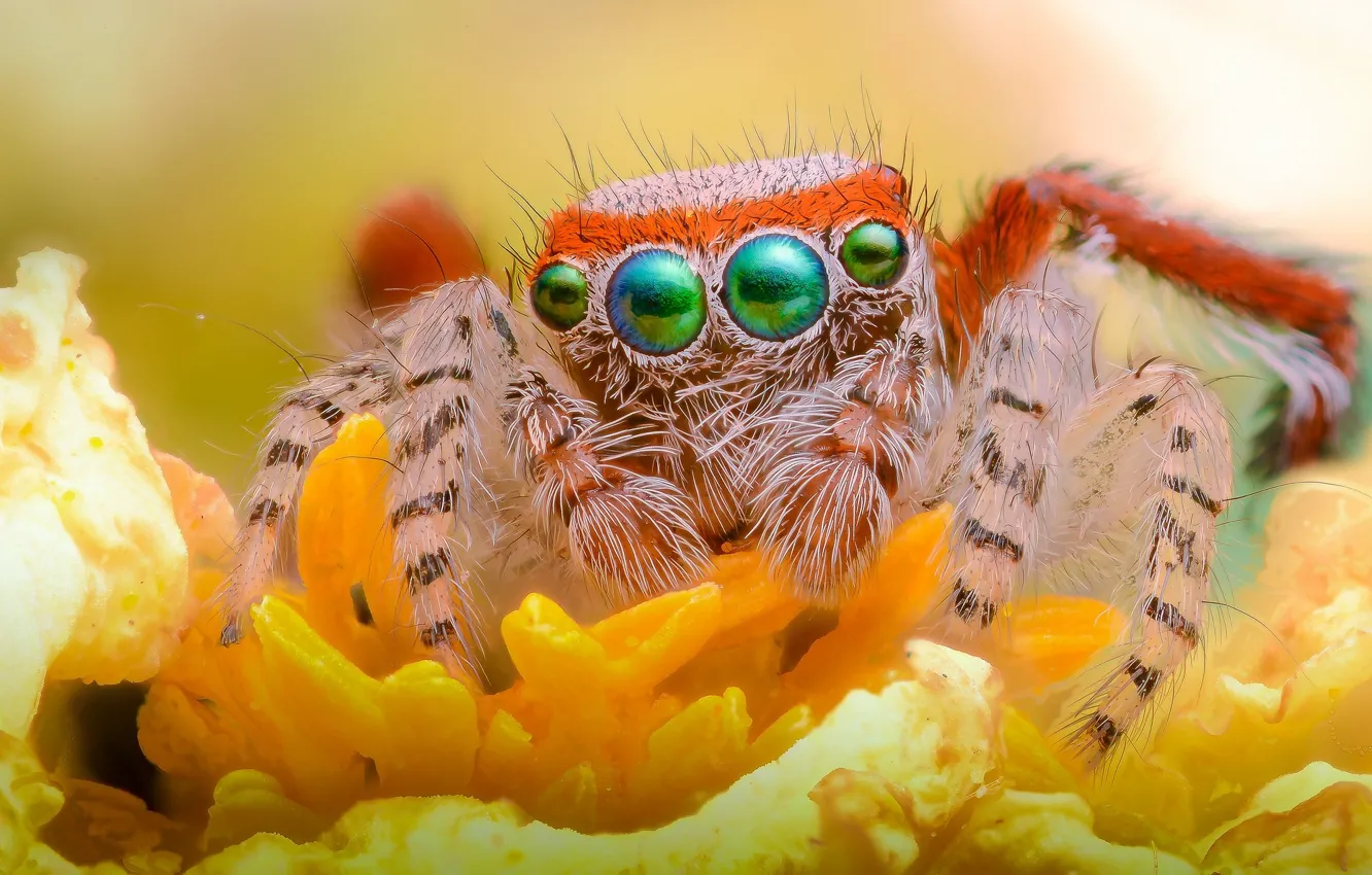 Photo wallpaper eyes, look, flowers, legs, spider, jumper