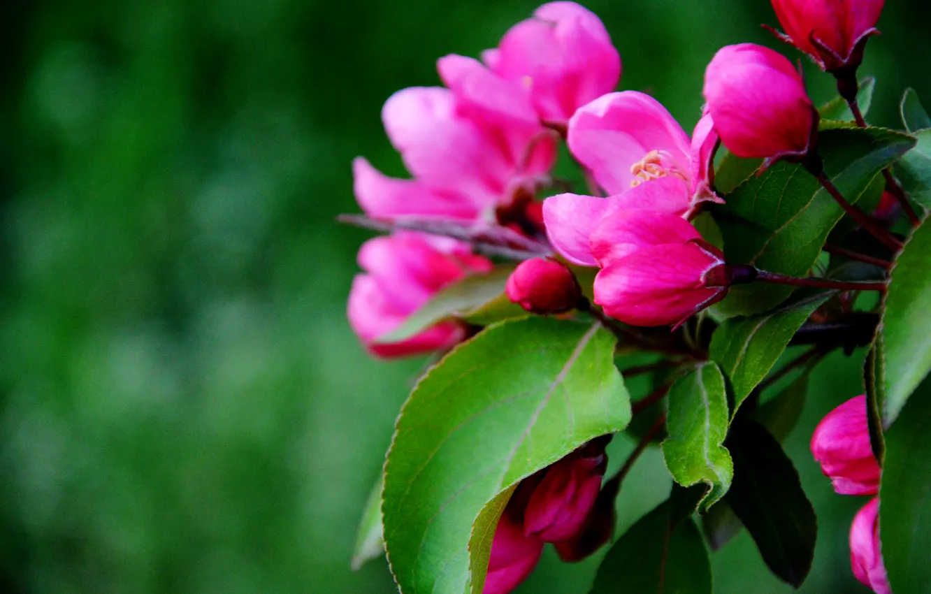 Photo wallpaper flowers, mood, spring, beautiful, pink, Ukraine, Kiev