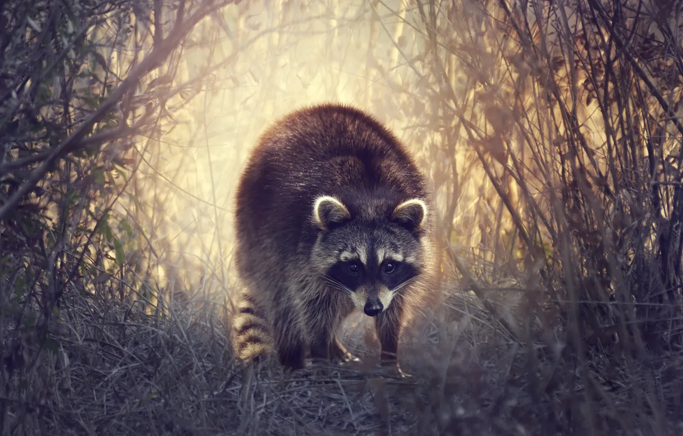 Photo wallpaper grass, nature, raccoon, the bushes