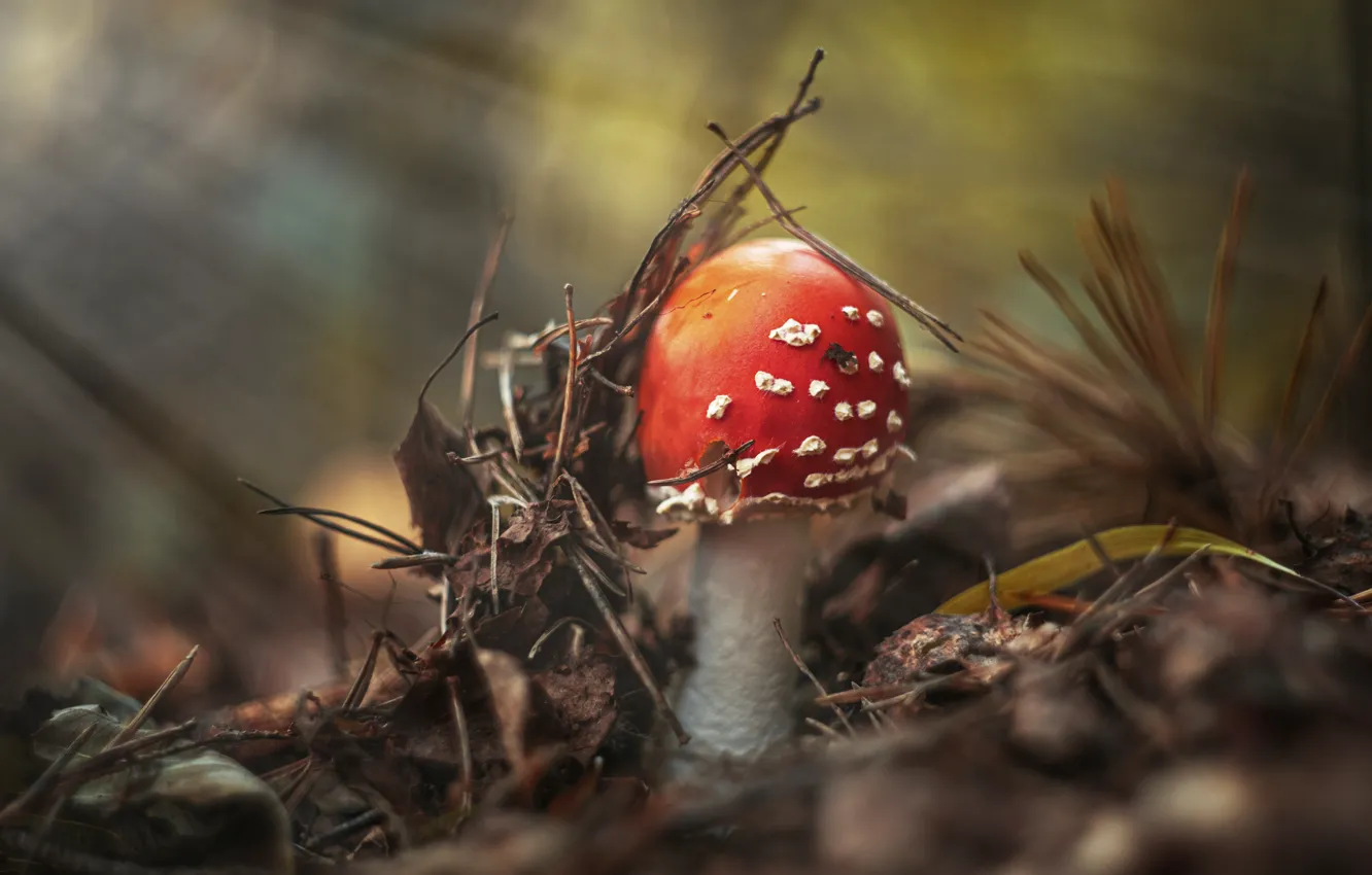 Photo wallpaper autumn, leaves, nature, mushrooms, mushroom, needles, bokeh, blurred background
