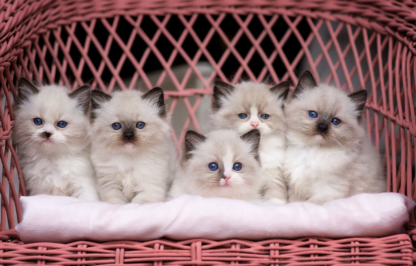 Photo wallpaper cats, chair, kittens, fluffy, company, sitting, small, blue-eyed