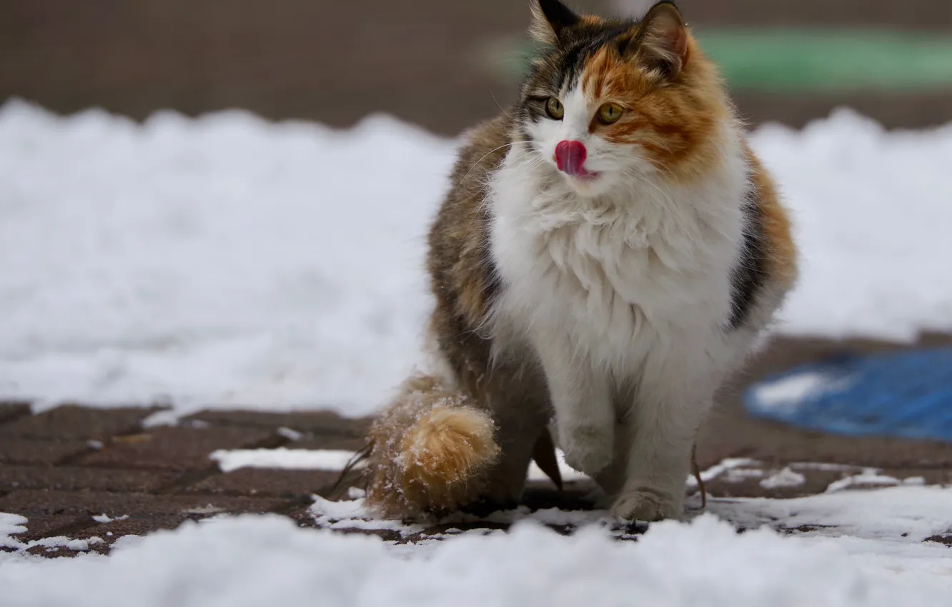 Photo wallpaper winter, language, cat, look, snow, pose, street, tile