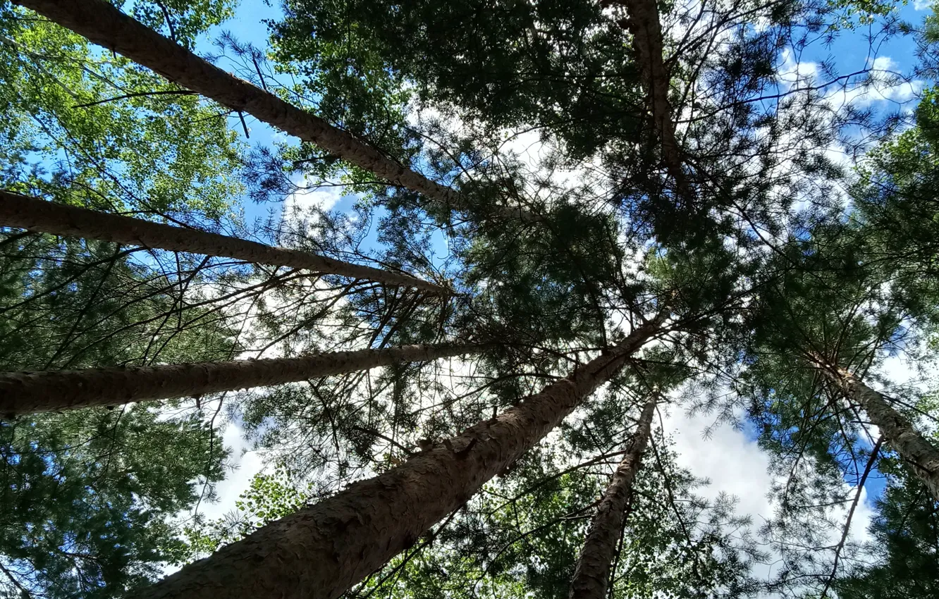 Photo wallpaper crown, Top, trees, forest, the sky, clouds, pine