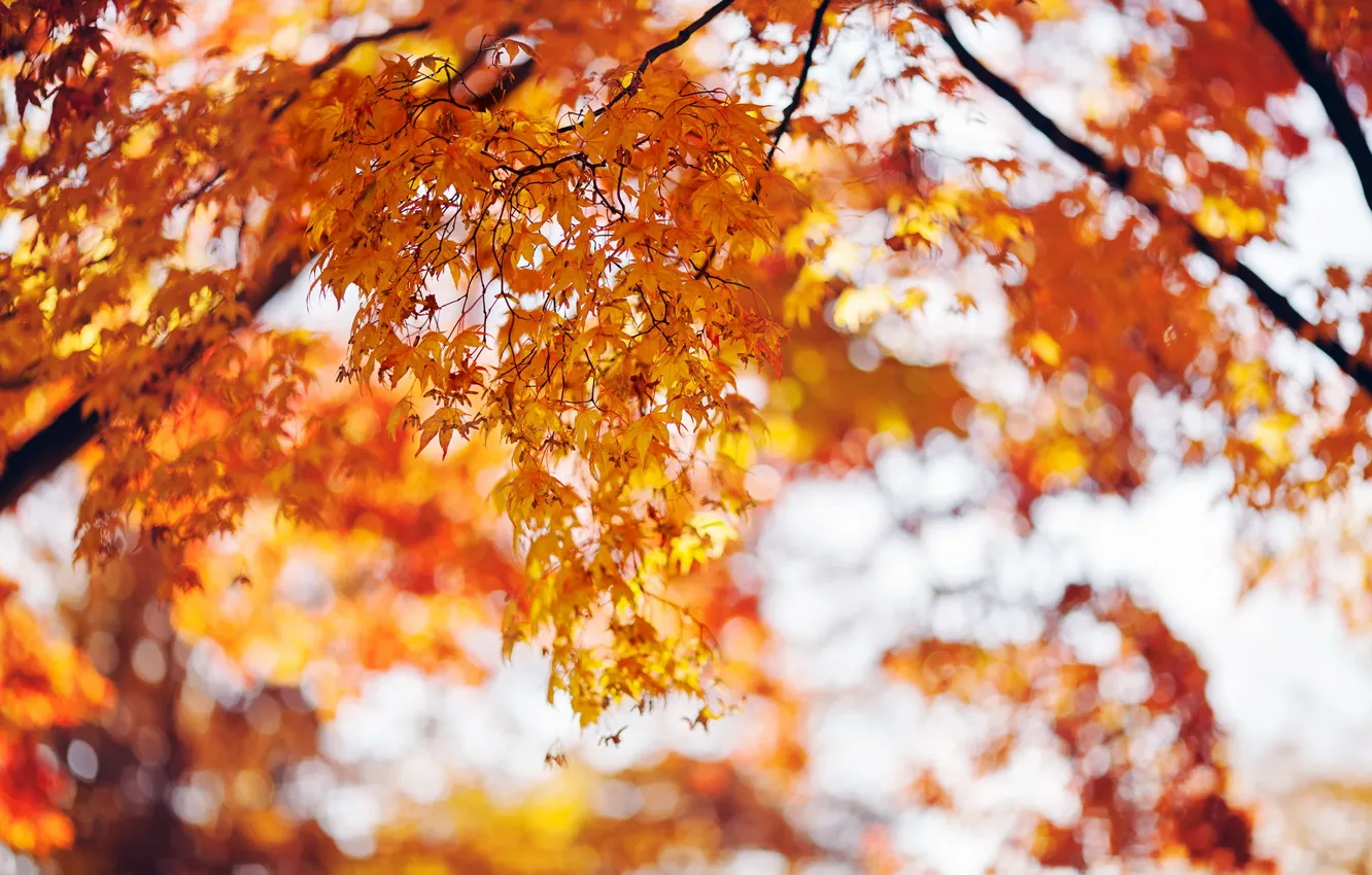 Photo wallpaper autumn, leaves, trees, nature