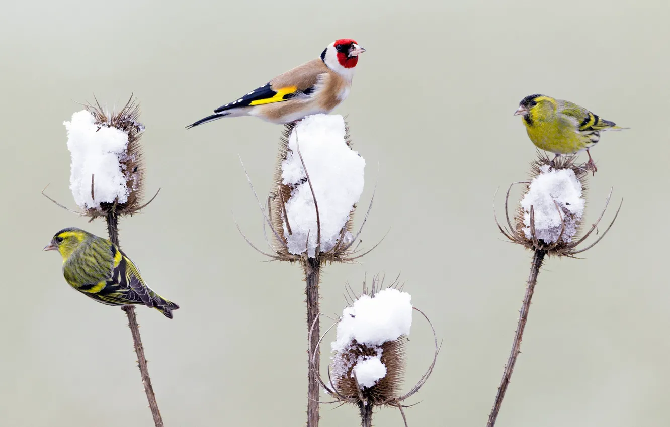 Photo wallpaper winter, snow, birds, Germany, goldfinch, Thistle, Chizh