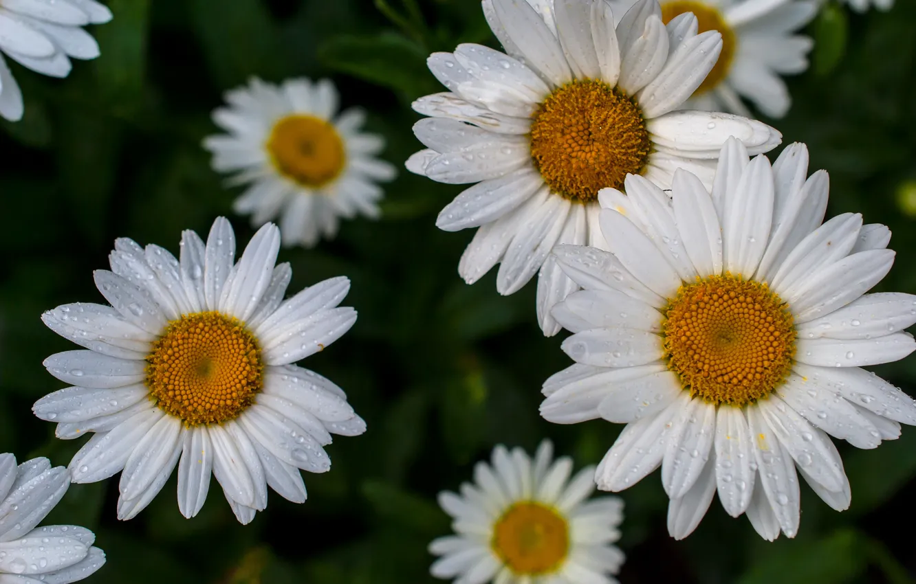 Photo wallpaper drops, macro, chamomile