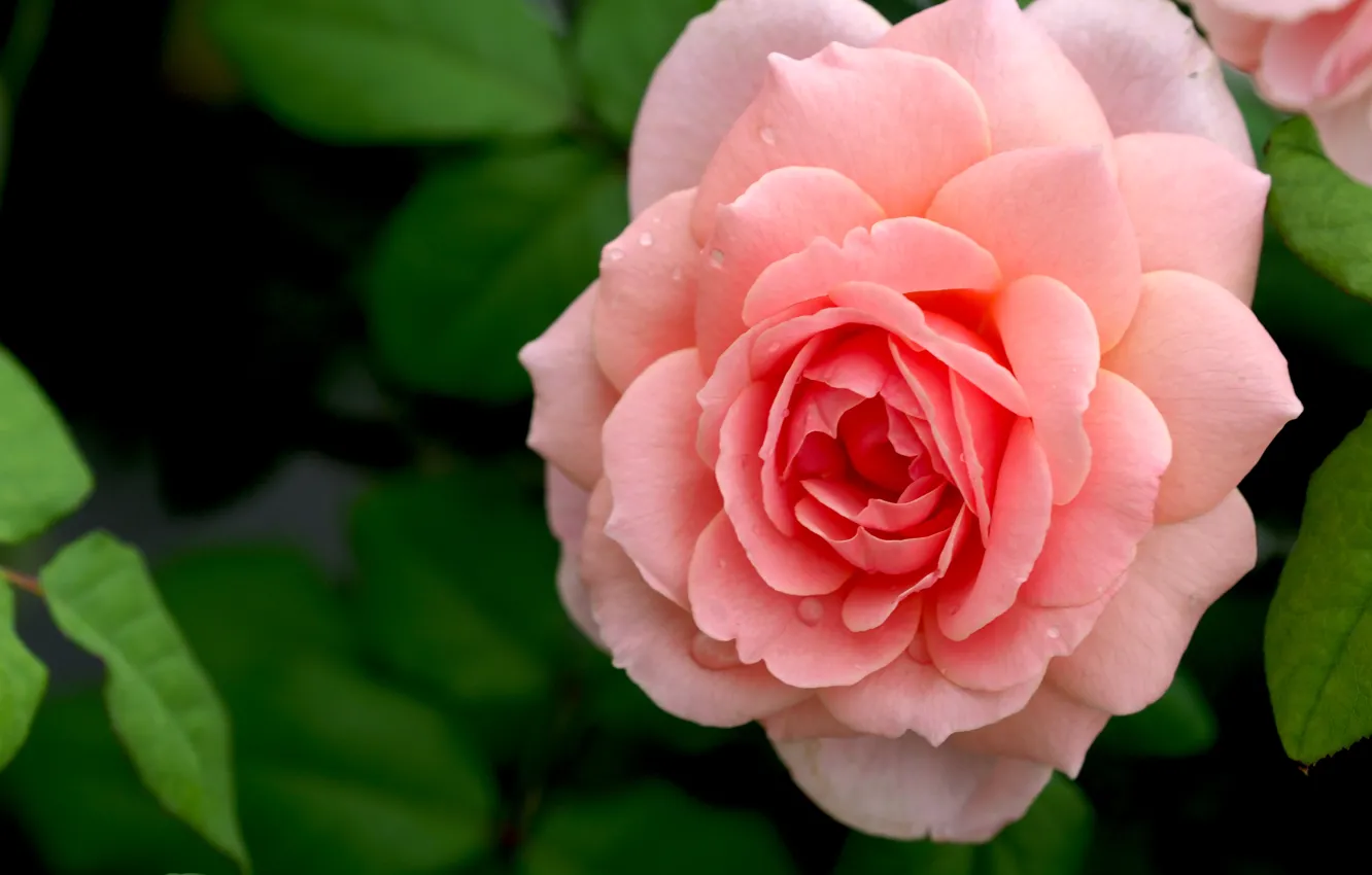Photo wallpaper leaves, macro, roses, petals, pink