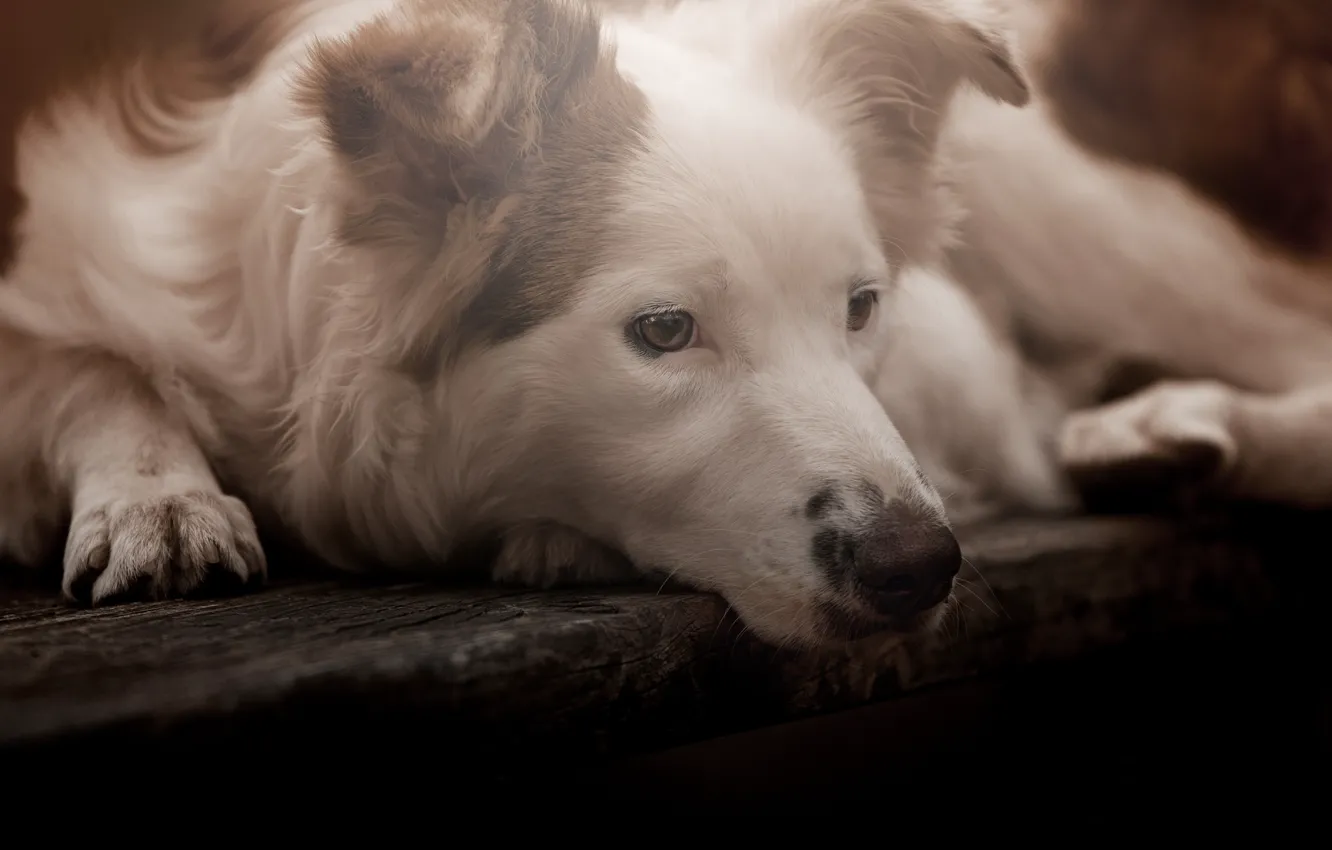 Photo wallpaper look, face, dog