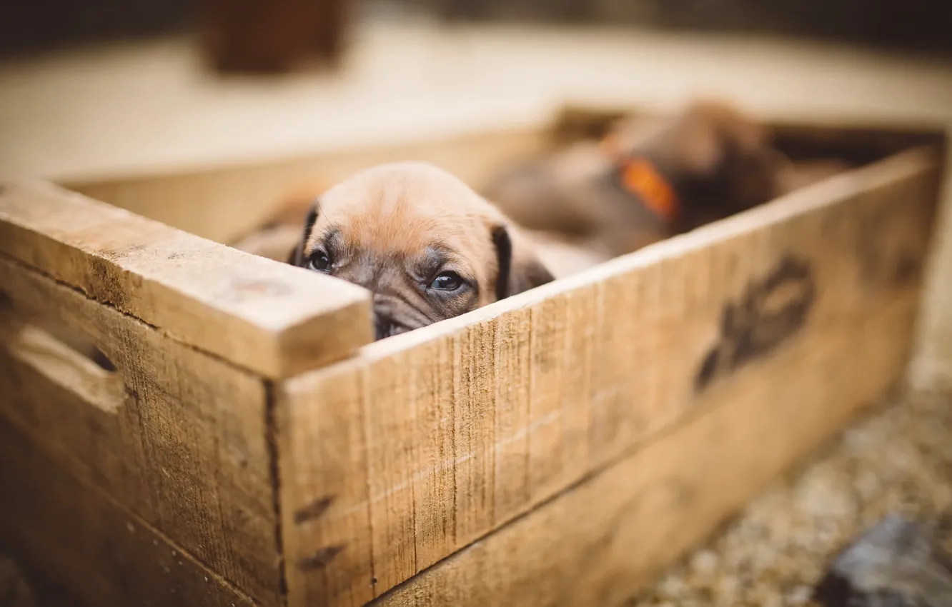 Photo wallpaper dog, puppy, box