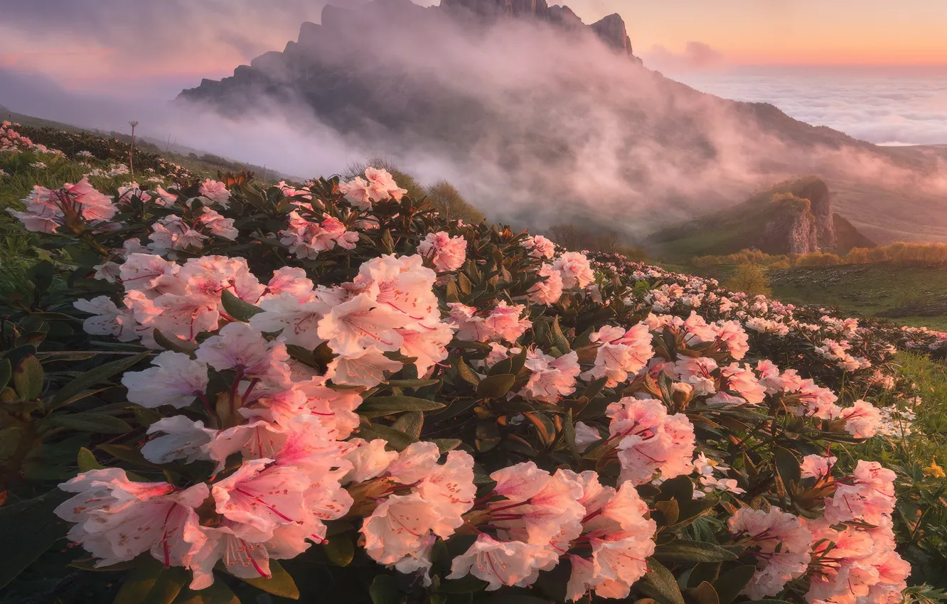 Photo wallpaper flowers, mountains, Azalea, rhododendrons
