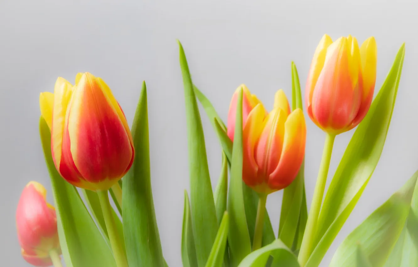 Photo wallpaper flowers, bouquet, spring, tulips, light background, two-tone, red-yellow