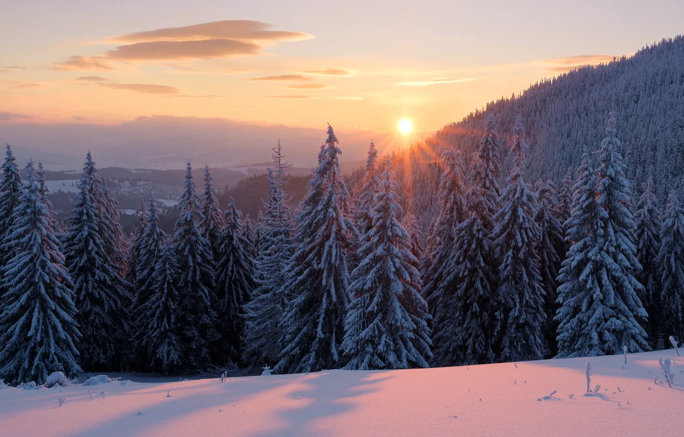 Photo wallpaper winter, forest, the sky, the sun, clouds, rays, snow, landscape