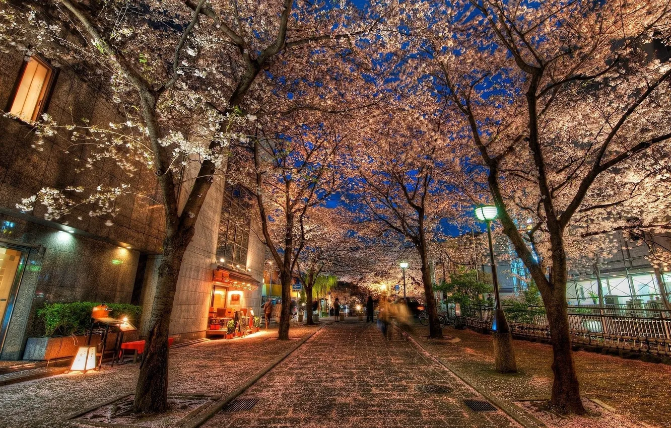 Photo wallpaper trees, night, people, alley