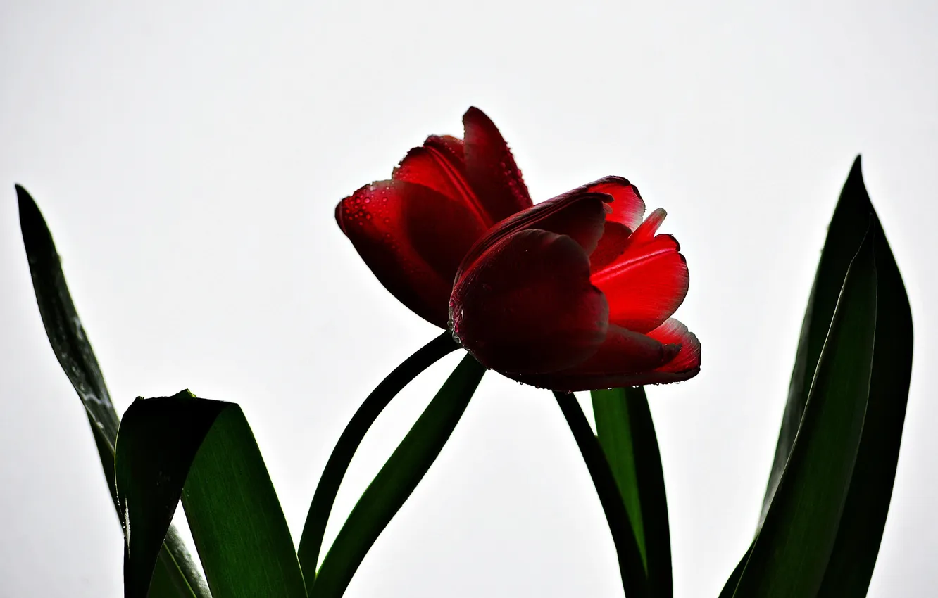Photo wallpaper flowers, nature, tulips