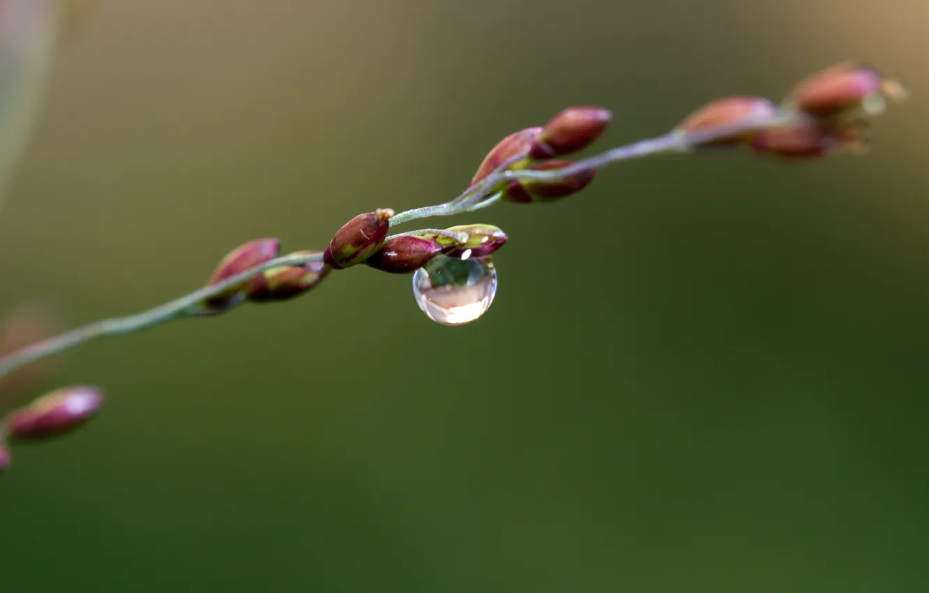 Photo wallpaper drop, grass, one, on the branch, perfect