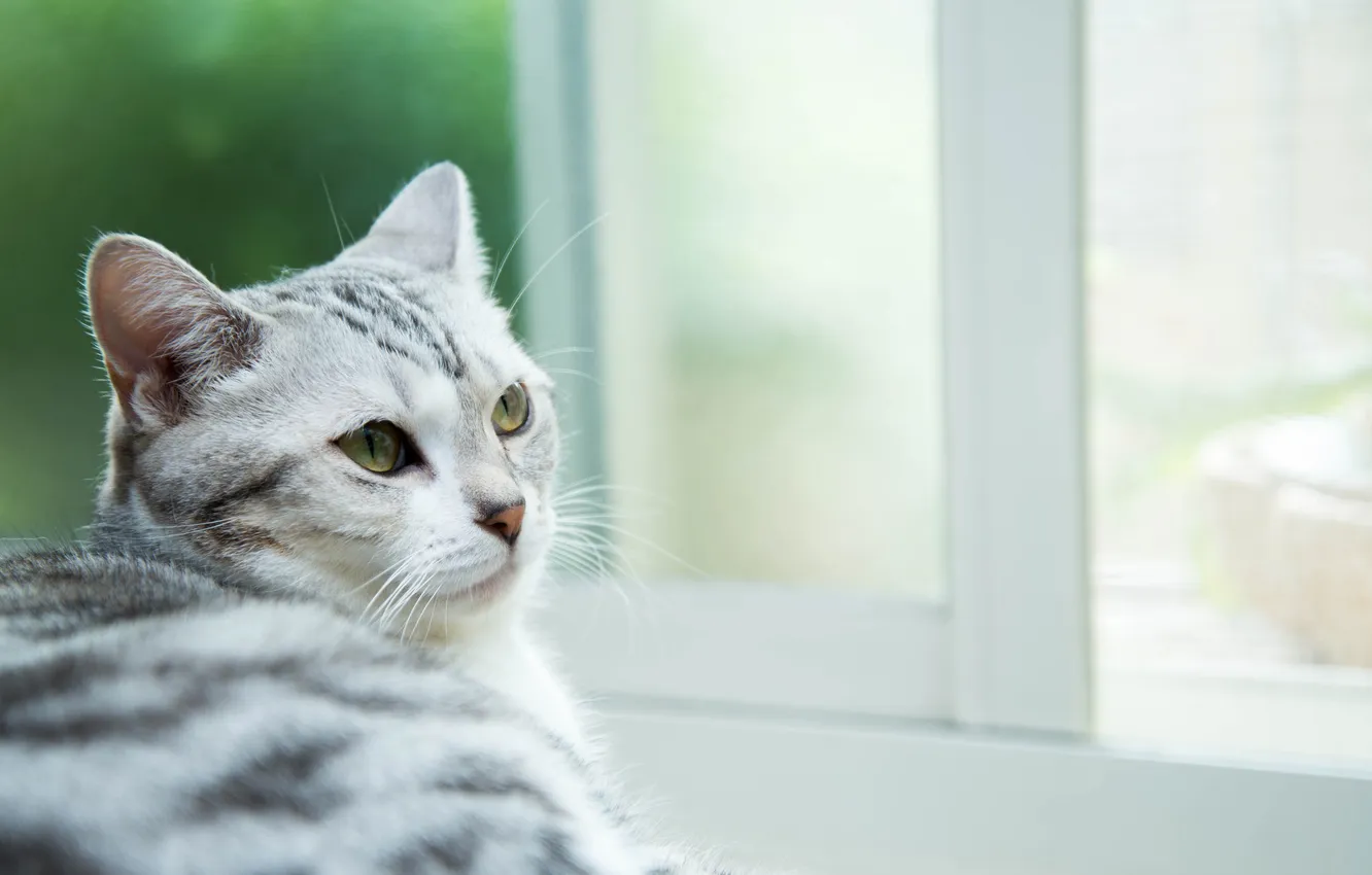 Photo wallpaper cat, eyes, cat, mustache, look, Koshak