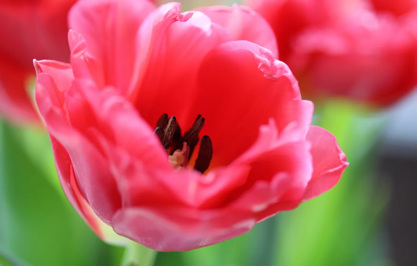 Photo wallpaper petals, tulips, colorful, flowering, a lot