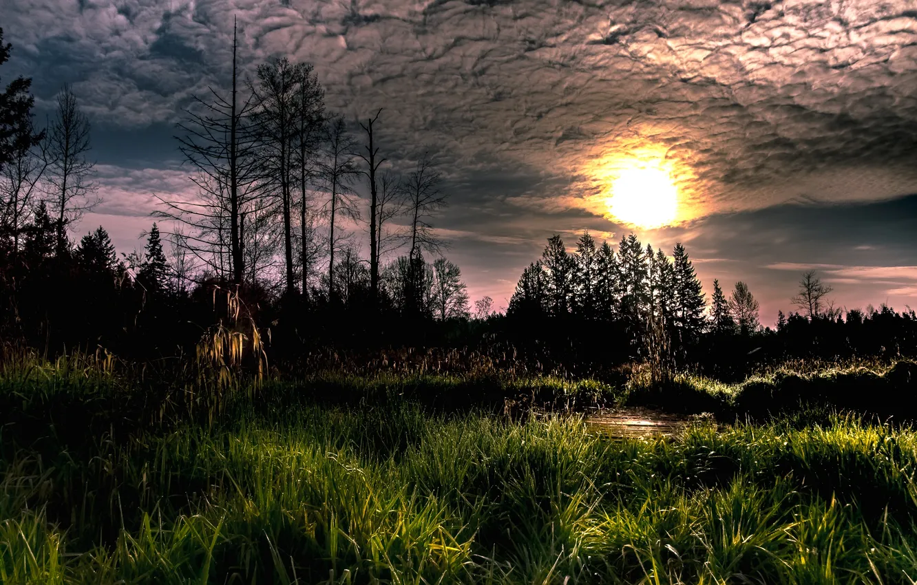 Photo wallpaper forest, nature, morning