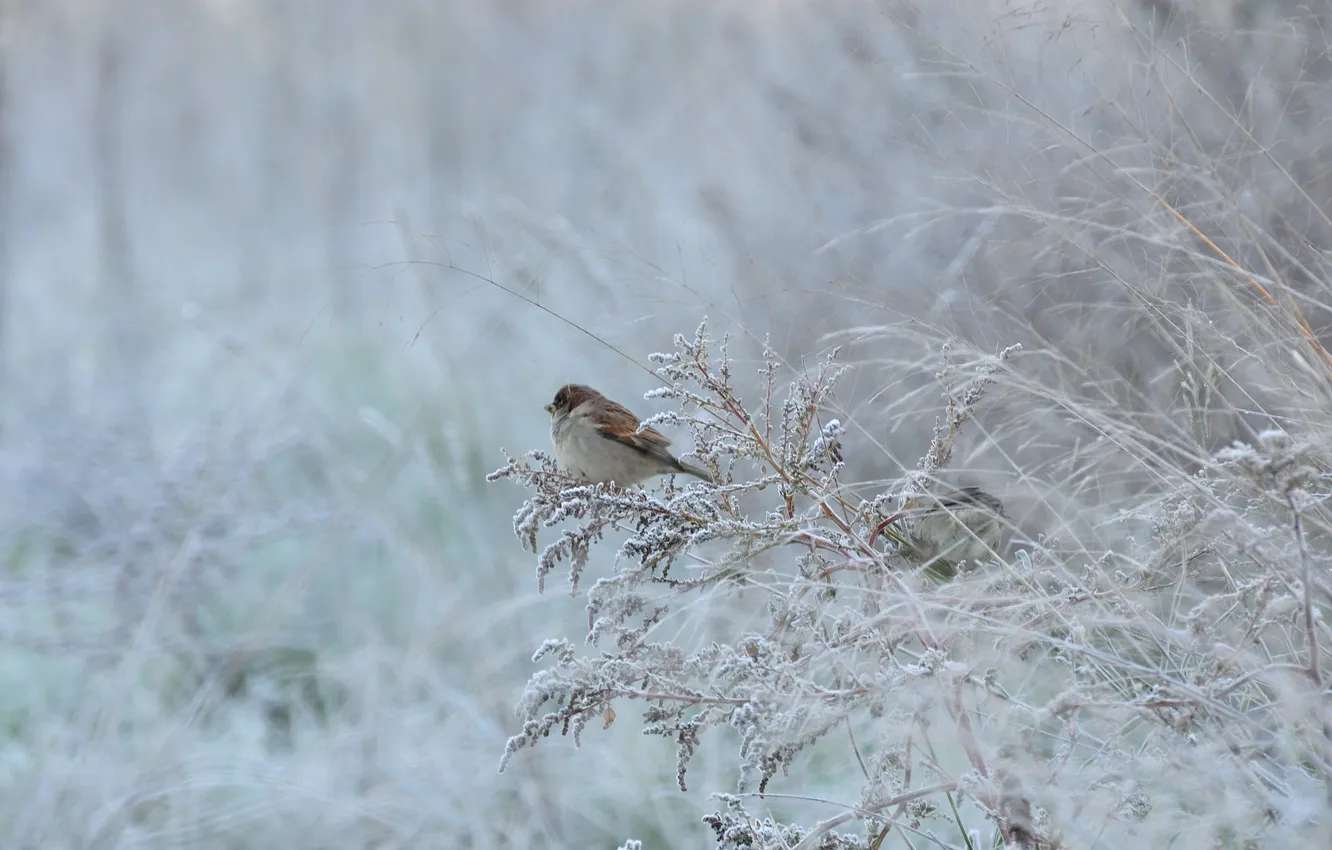 Photo wallpaper winter, frost, grass, branches, bird, Sparrow
