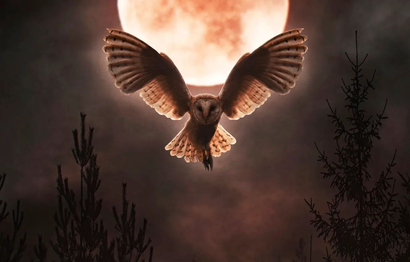 Photo wallpaper moon, night, owl, barn