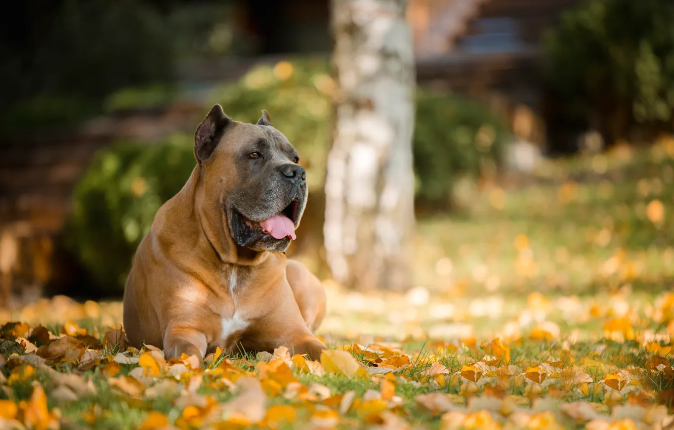 Photo wallpaper autumn, leaves, portrait, dog, dog, bokeh, Cane Corso