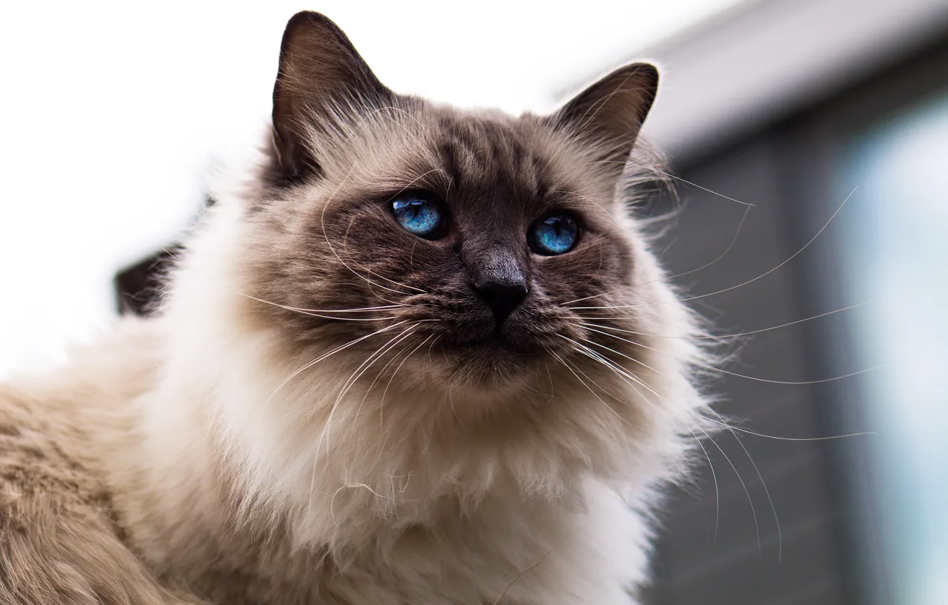 Photo wallpaper cat, cat, look, face, background, portrait, blue eyes, fluffy