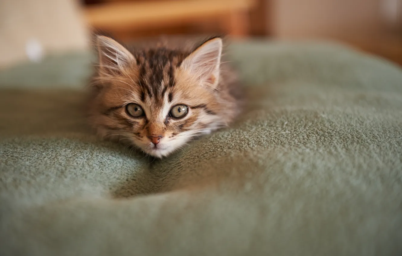 Photo wallpaper cat, face, kitty, blanket, muzzle, friendly