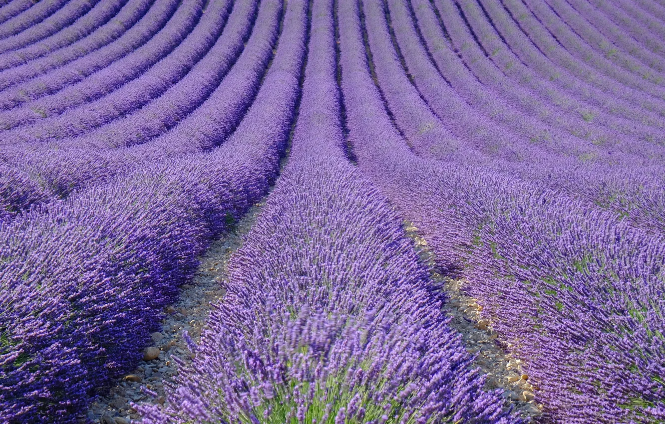 Photo wallpaper field, nature, France, lavender, plantation, Provence