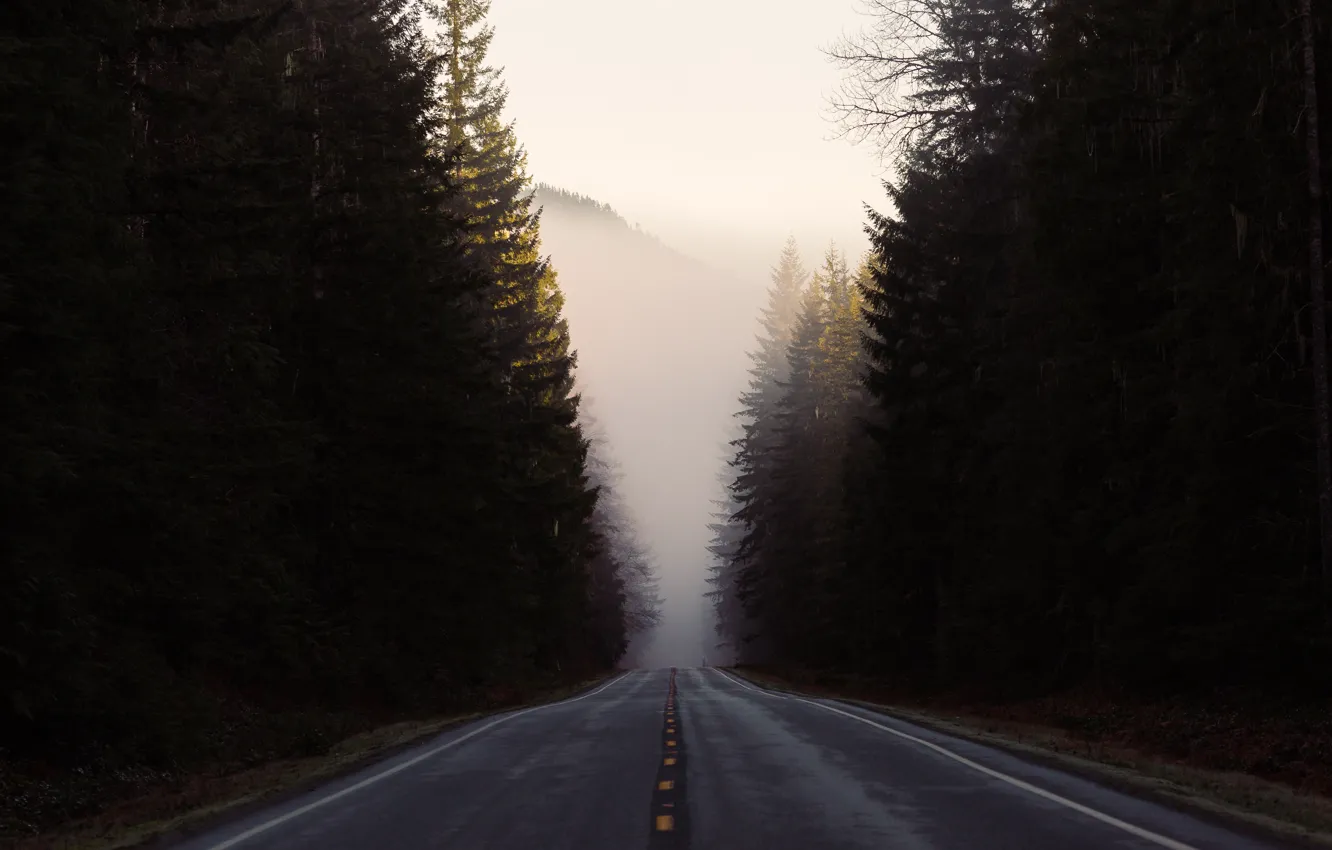 Photo wallpaper road, forest, nature