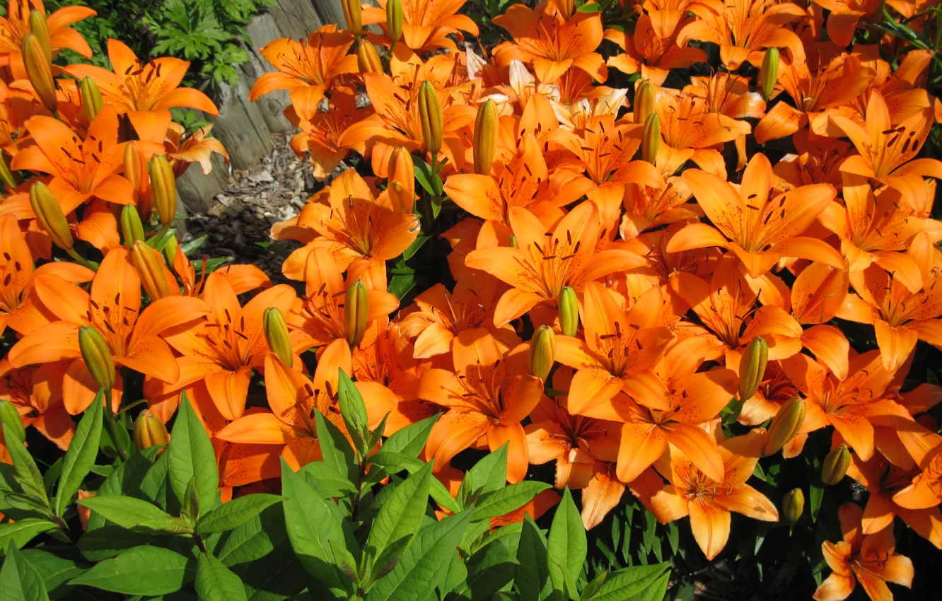 Photo wallpaper nature, Lily, petals, garden, flowerbed