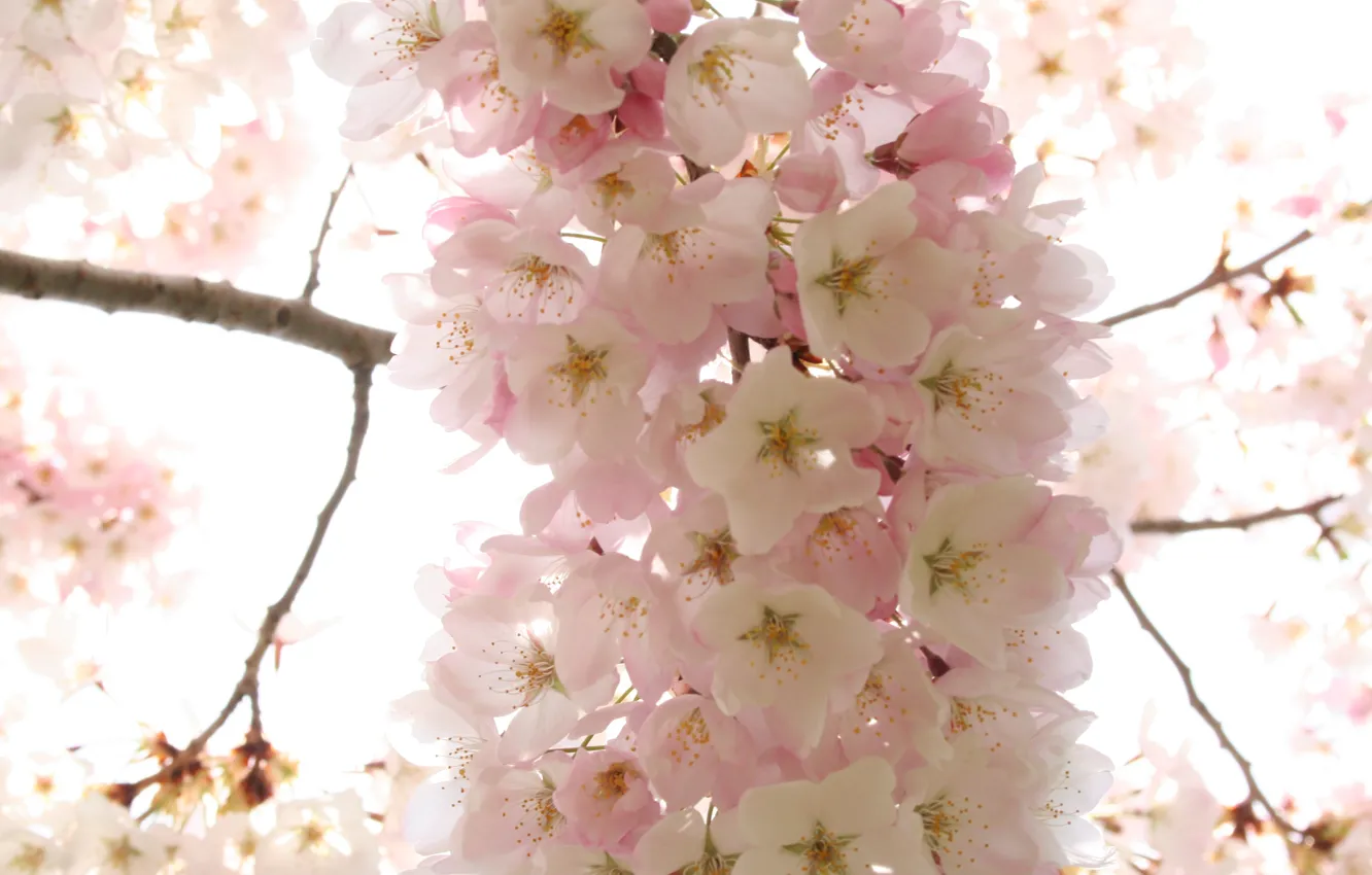 Photo wallpaper trees, flowers, cherry, spring, petals, Sakura, pink, white