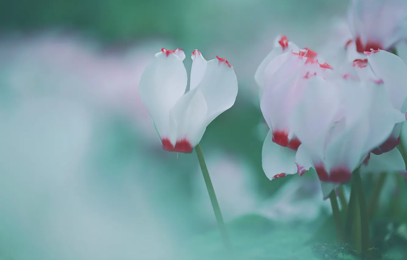 Photo wallpaper macro, flowers, green, gently, blurry, cyclamen, Wallpaper from lolita777, white with red