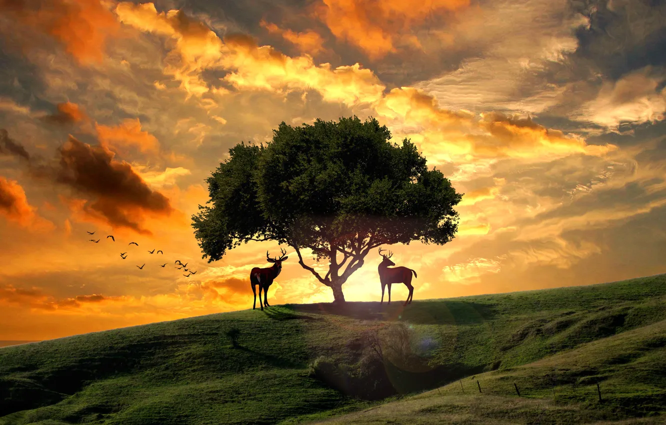 Photo wallpaper field, summer, the sky, the sun, clouds, light, trees, sunset