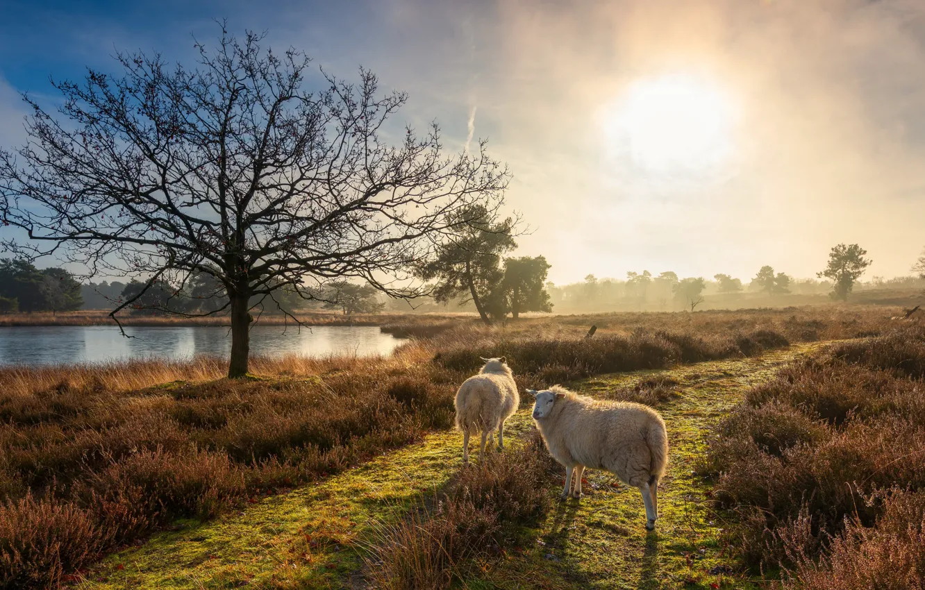 Photo wallpaper autumn, river, sheep