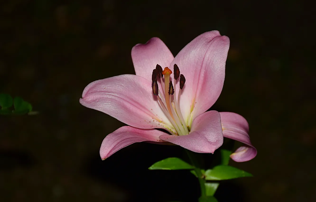 Photo wallpaper background, Pink Lily, Pink Lily