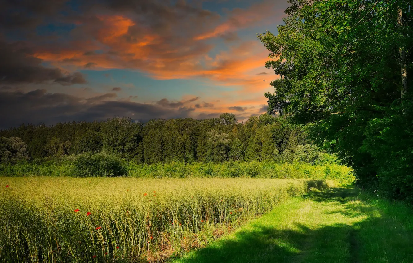 Photo wallpaper field, summer, the sun, trees, sunset, nature