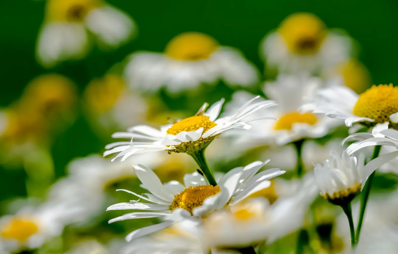 Photo wallpaper macro, chamomile, bokeh